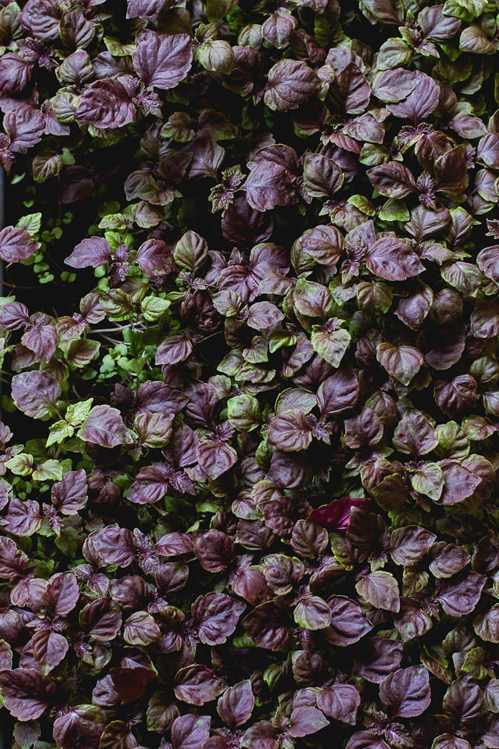 red shiso |theclevercarrot.com