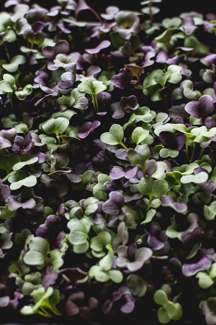 purple radish micro greens | theclevercarrot.com