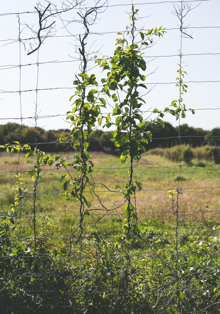 a farm tour + butternut squash risotto. | theclevercarrot.com