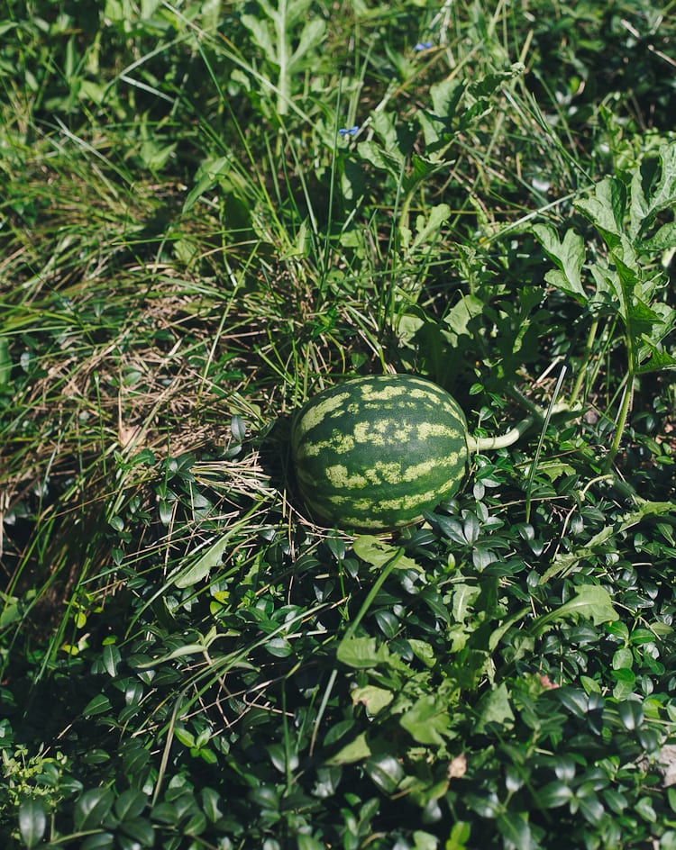 Homegrown Watermelon Salad with Tomatoes, Pickled Jalapenos + Feta | theclevercarrot.com