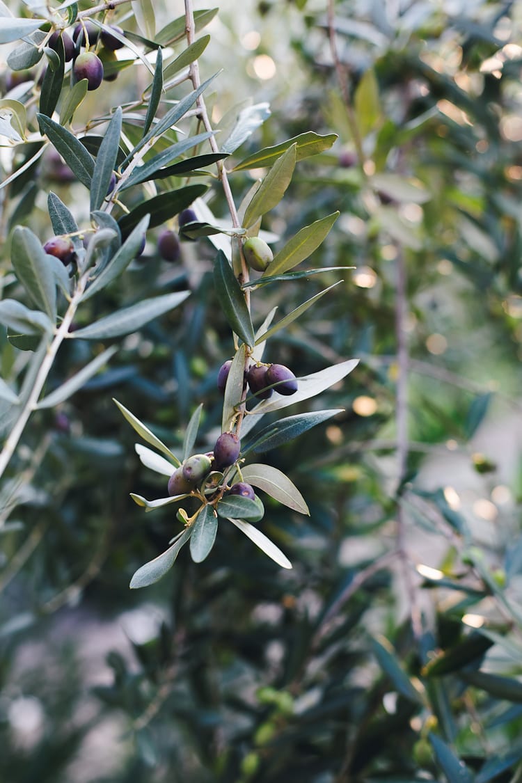 Olive Tree | theclevercarrot.com