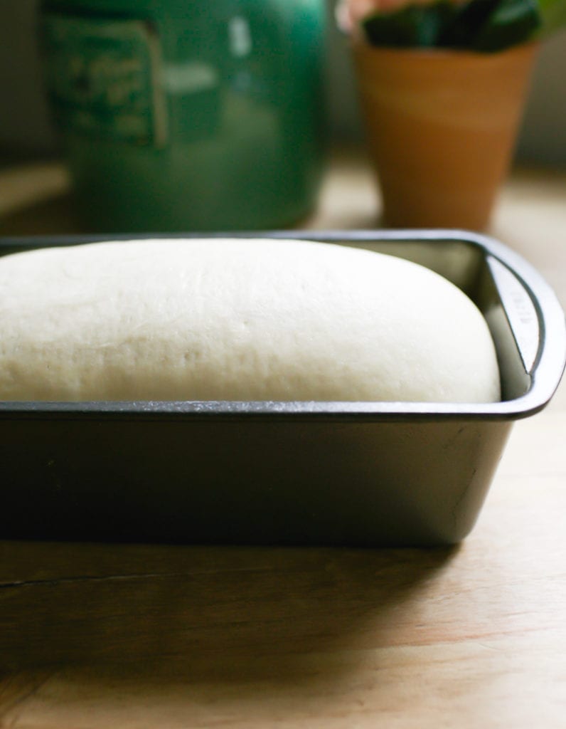 Sourdough sandwich dough rising in a loaf pan